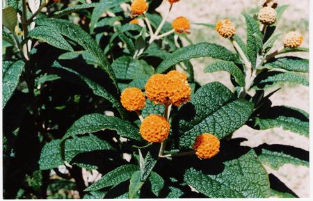 Butterfly Bush